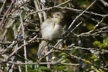 cHIFFCHAFF, mjm.JPG